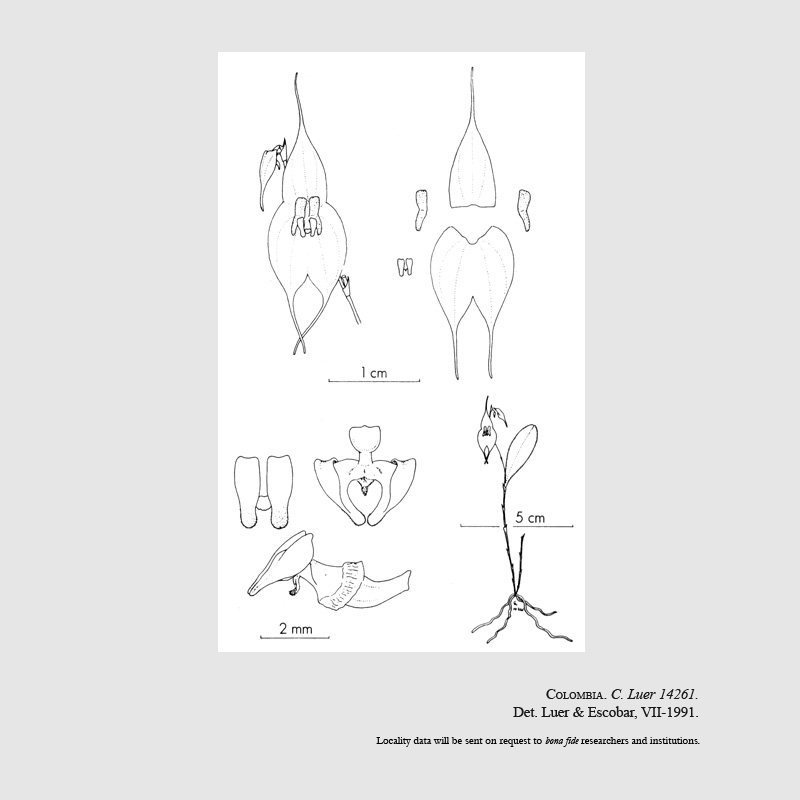 Lepanthes helgae